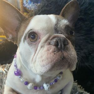 Dog Jewelry/Collar